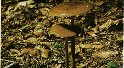   Xerula radicata