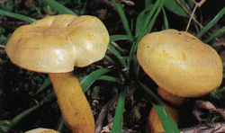  - Tricholoma sulphureum