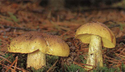  Tricholoma equestre (Tricholoma flavovirens)