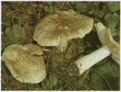  ,   Tricholoma pardalotum 