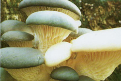  ,   Pleurotus ostreatus