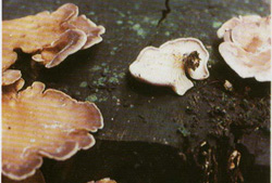   Lentinus torulosus (Panus conchatus)