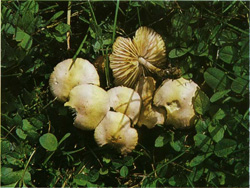  ,  Marasmius oreades