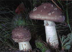 Мухомор толстый Amanita excelsa (Amanita spissa)