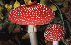   Amanita muscaria