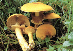  ,   Phaeolepiota aurea