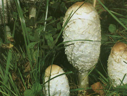  ,   Coprinus comatus