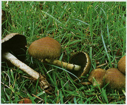   Lacrymaria lacrymabunda 