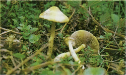   Agrocybe praecox