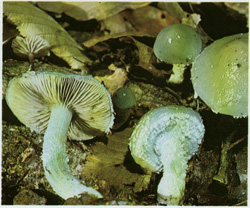  - Stropharia aeruginosa