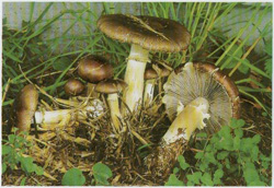  -,  Stropharia rugosoannulata