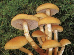   Hypholoma capnoides