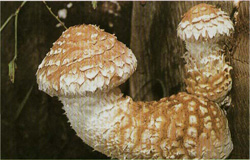   Pholiota populnea (Pholiota destruens)