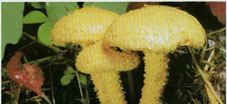   Pholiota flammans