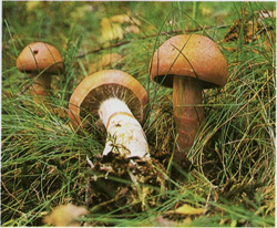   Cortinarius armillatus