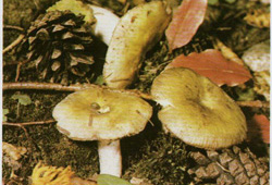  - Russula ochroleuca