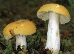  - Russula daroflava