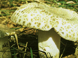   Russula virescens