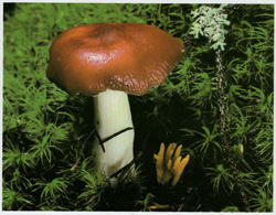  - Russula emetica