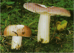   Russula vesca