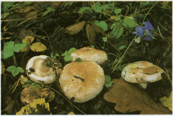  ,  Lactarius pubescens
