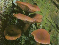   Lactarius camphoratus