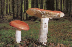   Russula decolorans