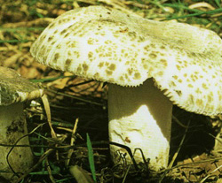  ,   Russula virescens