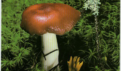  - Russula emetica