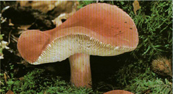   Russula lepida (Russula rosacea)