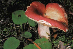  ,  Russula paludosa