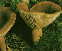  ,  Lactarius rufus
