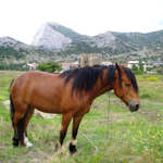 Фотография лошади в Крыму, фото лошади