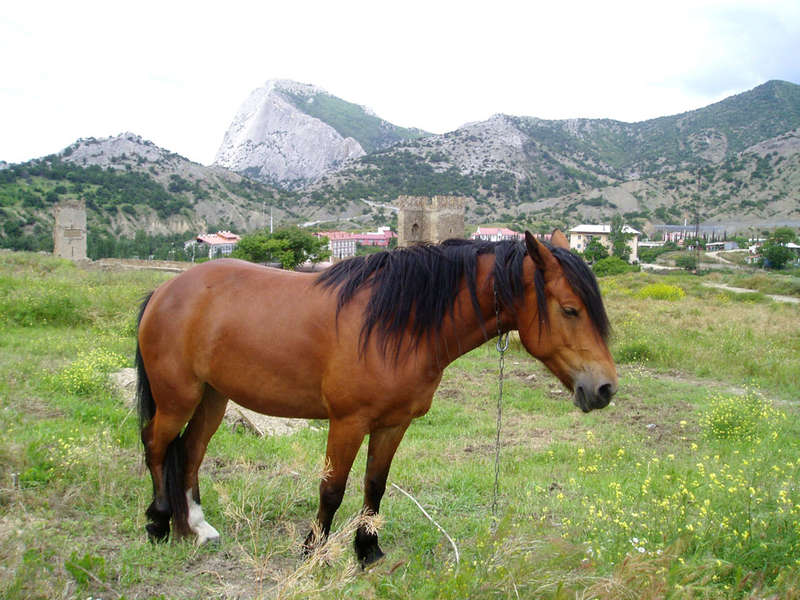 Фотография лошади в Крыму, фото лошади