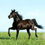 Фотография красивой бегущей лошади