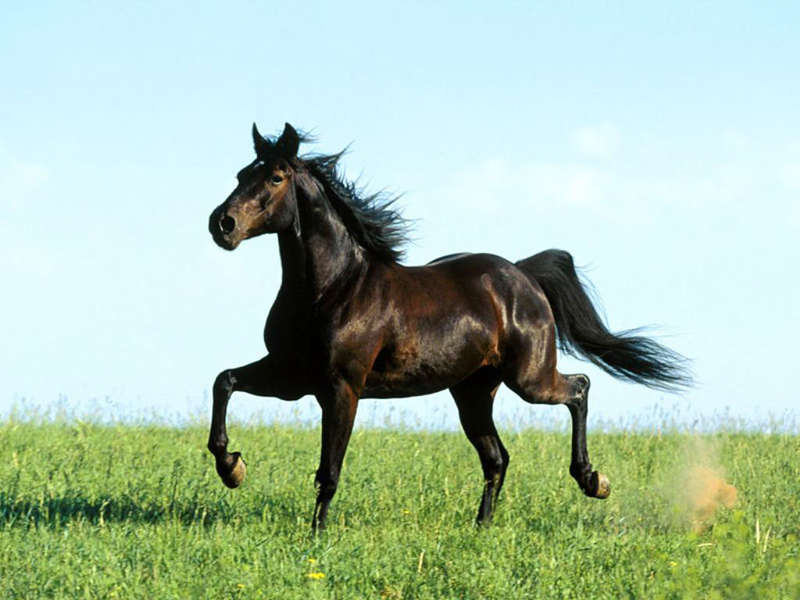 Фотография красивой бегущей лошади