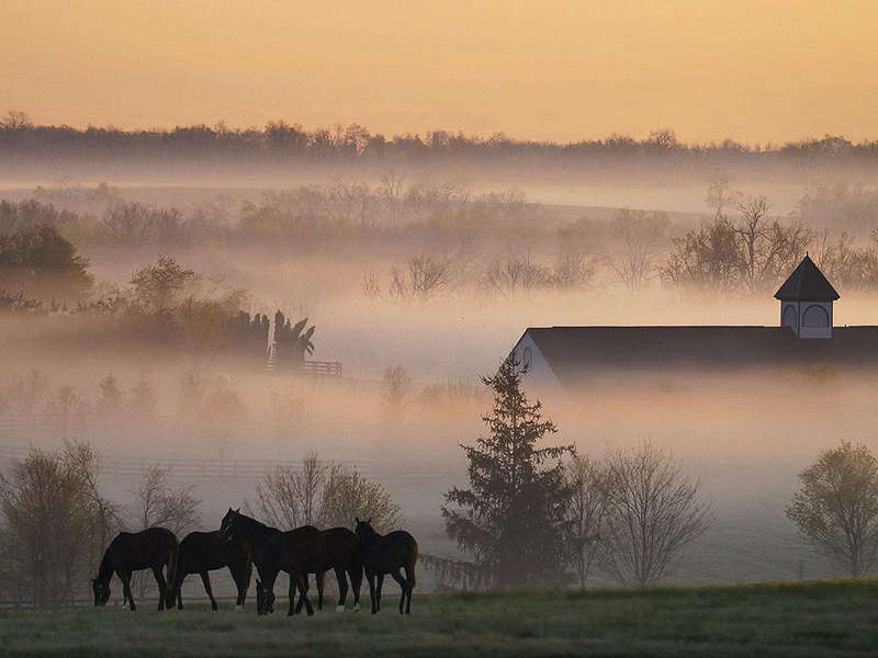Фотография лошадей ранним утром