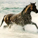 Фотография лошади бегущей в воде