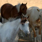 Фото лошадей