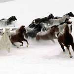 Фотообой лошади, фотографии лошадей на снегу