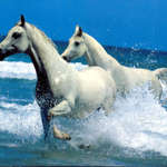 Фото лошади в море