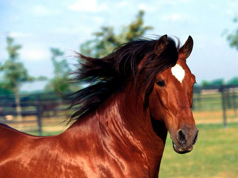 Фото красивой лошади