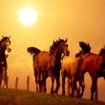 Фотография табуна лошадей