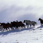 Фото лошадей на снегу