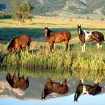 Фотообои лошади на берегу озера, фото лошадей в горах