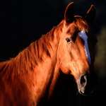 Фотография лошади