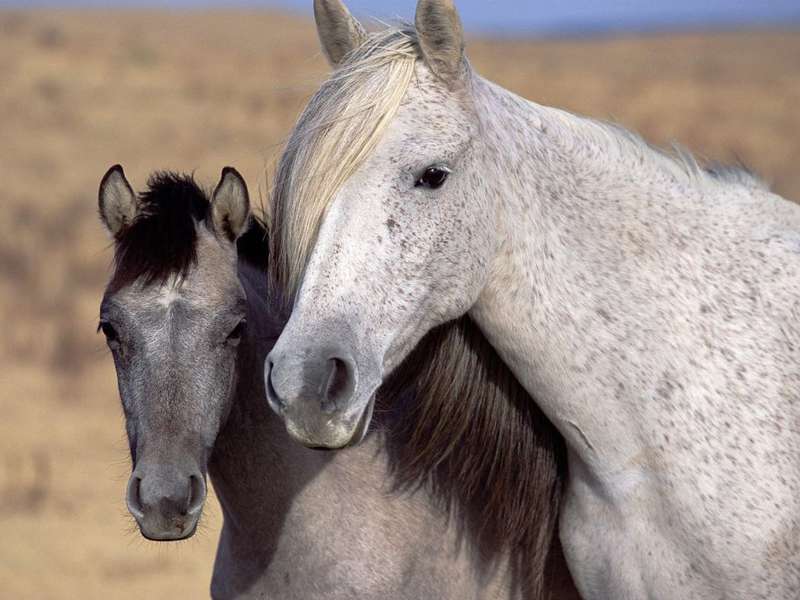 Фото лошади и жеребенка