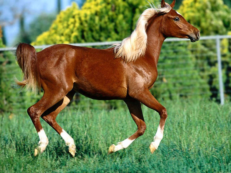 Фотообои - красивая лошадь