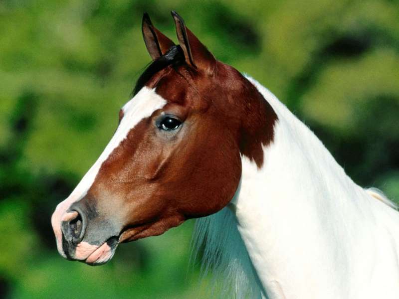 Фото красивой лошади