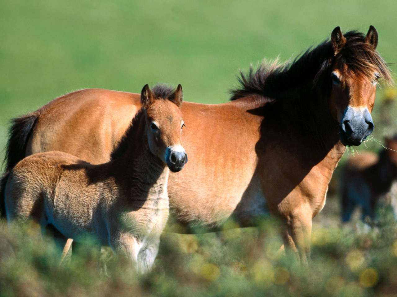 Лошадь и жеребенок